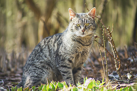 内家猫咪探索花园动物眼睛纯种猫小猫猫科幸福荒野食物宠物图片