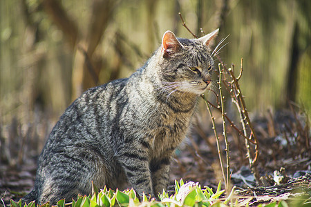 内家猫咪探索毛皮花园荒野食物宠物小猫猫食太阳警报纯种猫图片