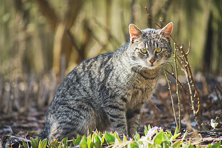 内家猫咪探索小猫幸福纯种猫哺乳动物动物花园荒野宠物眼睛警报图片