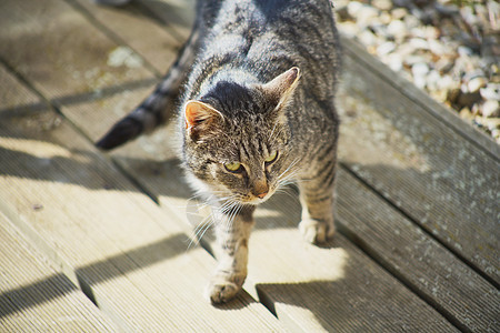 内家猫咪探索猫科宠物眼睛小猫哺乳动物毛皮纯种猫警报小狗荒野图片