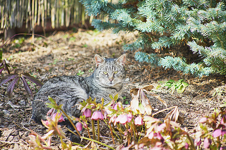 内家猫咪探索纯种猫小狗太阳眼睛毛皮花园宠物小猫哺乳动物幸福图片