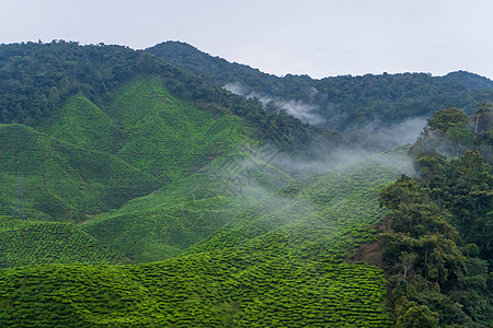 高地山丘的绿茶种植园 最好的茶叶生长在潮湿 浓雾和高温的山区农场叶子风景环境场景旅行细雨高地阳台农田图片