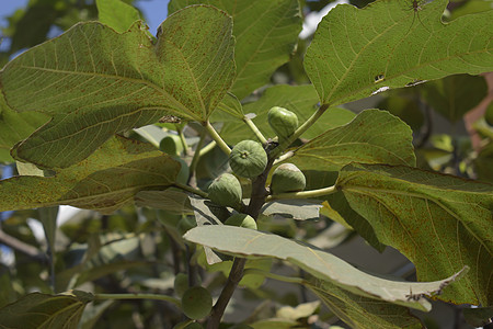 Figs或Anjeer树 无花果树上的绿色水果近距离拍摄图片