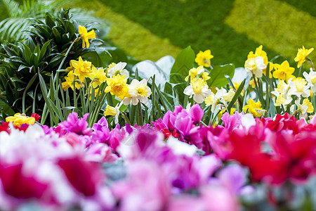 春天花园里开着黄色水仙花的花坛 春天 花园里盛开着各种类型的水仙花 一朵盛开的水仙花 春天盛开的水仙花花束选择性季节性风信子作品图片