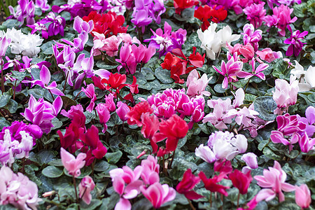 春天花园里的红色和粉色仙客来花地毯 春天 花园里开满了颜色各异的仙客来 盛开的仙客来 春天的花朵焦点花卉选择性作品节日风信子鲜花图片
