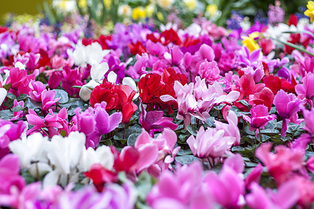 春天花园里的红色和粉色仙客来花地毯 春天 花园里开满了颜色各异的仙客来 盛开的仙客来 春天的花朵节日礼物选择性花卉背景花坛概念节图片