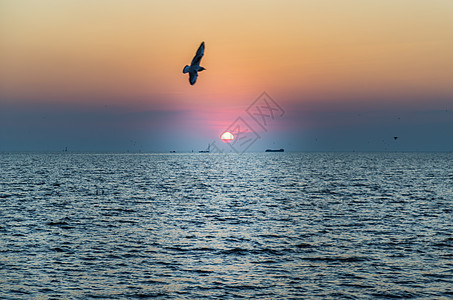 海鸥在美丽的日落背景下 飞越海面上飞翔海滩海洋蓝色戏剧性太阳墙纸旅行优美海景海浪图片