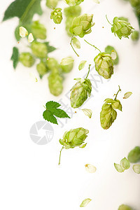 新鲜的绿色香草树枝 在白色背景上被隔绝 泡甜点做啤酒和面包苦味香气药品味道美食锥体农业植物水果酿造图片