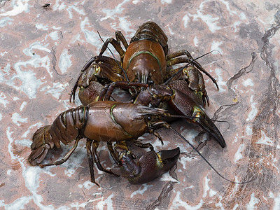 特写两个信号龙虾生物学棕色烹饪螃蟹剪刀美食小龙虾海鲜身体主题图片
