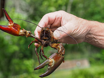 手手里有讯号龙虾生物学美食剪刀小龙虾身体信号溪流淡水螃蟹食物图片