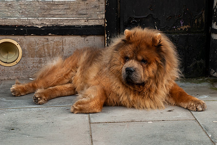 棕褐色的令人伤心的狗躺在房子门口 等待房主到来食物动物孤独松狮宠物眼睛头发舌头朋友友谊图片