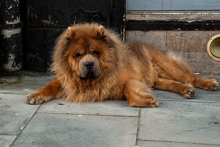棕褐色的令人伤心的狗躺在房子门口 等待房主到来友谊眼睛舌头成人头发动物耳朵朋友犬类乐趣图片