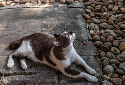 这只可爱的猫坐在公园里 街上的猫猫科树木毛皮头发胡须宠物孤独爪子花园动物图片