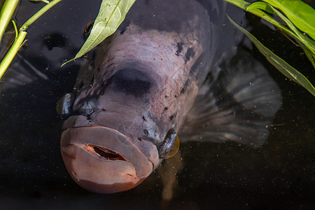 淡水鱼或大瓜拉米鱼在水中动物钓鱼动物群生活异国饮食生物池塘眼睛水族馆图片