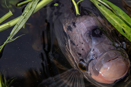 淡水鱼或大瓜拉米鱼在水中池塘钓鱼食物生物热带饮食海洋野生动物动物群生活图片
