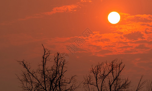 落日天空上的剪影光秃秃的树和圆圆的太阳 在红色日落天空背景的死树 死亡抽象背景 天然树枝图案 自然景观 夏日的天空图片