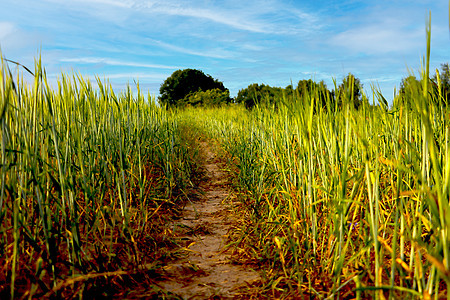 美丽的青绿小麦田 在乡村阳光灿烂的夏日晴天天线土地草地阳光环境天空国家植物粮食图片