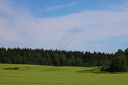 在森林和蓝天的背景下 可以看到青春的绿地 (笑声)图片