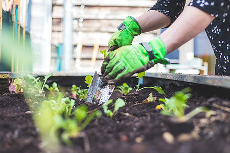 城市园艺 妇女正在自己的花园里种植新鲜蔬菜和草药 在肥沃的土壤上种植门廊农村植物营养健康饮食木头园丁阳台女士生长图片