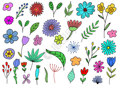 背景上孤立的手绘花矢量设计插图植物学草本植物绘画风格花园繁荣植物优美艺术收藏图片