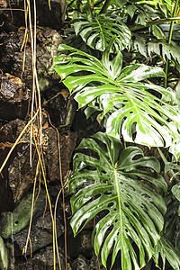 前卫的五颜六色的龟背竹领口雨林丛林美味植物群叶子温室生活佳肴宏观图片