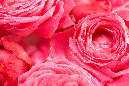 美丽的花卉花卉背景粉红色的玫瑰花花束背景热情婚礼卡片纪念日周年婚姻植物花园花瓣植物群图片