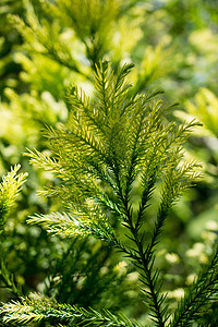 自然背景中的年轻植物叶子国家生活生长绿色园艺季节生态植物学发芽图片