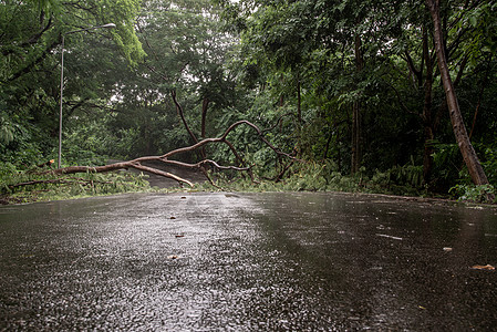 暴风雨过后在森林中倒塌的树碎片街区道路环境风暴灾难旅游公园季节旅行天空树木小路图片