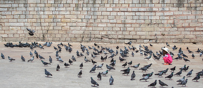 可爱的野鸽鸟生活在城市环境里公园羽毛面包喷泉粮食生存斗争荒野存活鸽子图片
