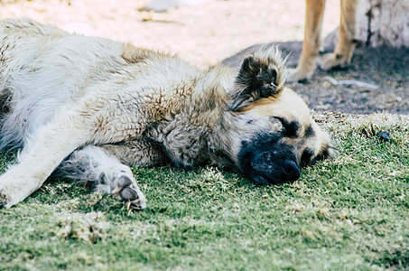大狗头大狗 躺在草坪上睡在树丛里动物群犬类场地小狗说谎草地日光活动院子眼睛图片