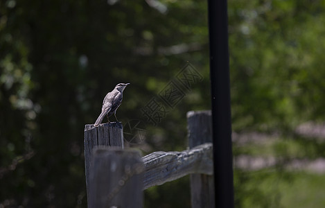 北嘲笑鸟在栅栏上动物群生态生物场景科学羽毛环境邮政野生动物绿色植物图片