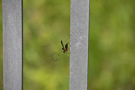 红纸黄蜂翅膀生态野生动物昆虫学邮政害虫荒野胸部环境昆虫图片