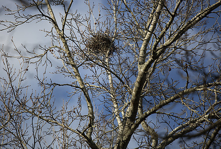 乌雀巢安全脊椎动物荒野编织野生动物生育力传统稻草树枝乌鸦图片