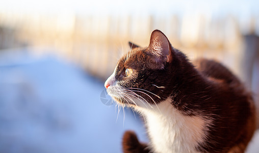 一只可爱又毛又棕的小猫 在冬天坐在木篱笆上耳朵暴风雪摄影虎斑晶须眼睛木头毛皮家庭季节图片