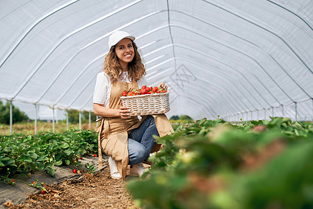 采摘草莓女人在温室里拿着一篮子草莓背景