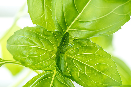 新鲜的Basil 草药沙拉植物厨房农业芳香草本植物美食蔬菜食物花园图片