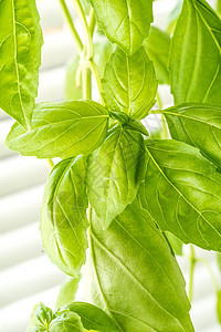 新鲜的Basil 草药农业花园厨房味道生长蔬菜草本植物食物园艺烹饪图片