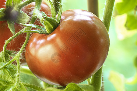 天然番茄农场灌木丛温室收成料理蔬菜藤蔓水果农业幼苗图片