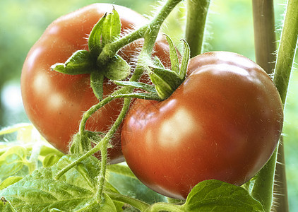天然番茄灌木丛收获蔬菜采摘温室食物树叶农场植物幼苗图片
