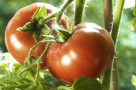天然番茄食物园艺厨房蔬菜幼苗家庭温室树叶农业收获图片