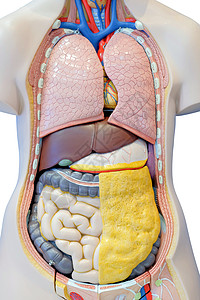 用于医学教育的人体内部器官解剖模型 供医学教育使用图片