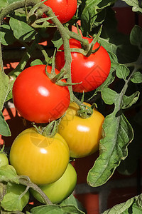 农业概念 在房子墙边生长的灌木丛上 一些西红柿农场收成收获温室衬套蔬菜园艺食物季节培育图片