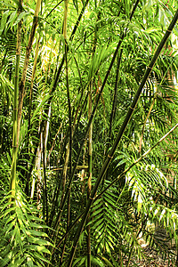 黑竹 花园里的黑竹生长植物牧歌丛林文化植被空间居住园艺管子图片