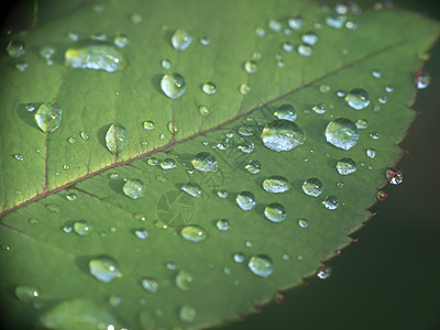 绿叶雨滴花园植物艺术热带气泡生长植物群环境生活反射图片