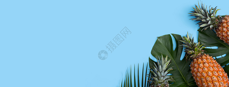 蓝色背景热带叶子新鲜菠萝的顶部视图异国横幅丛林艺术水果植物海报销售墙纸棕榈图片