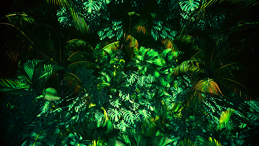 丛林夏月的冒险森林棕榈墙纸讲台丛林推介会陈列柜花园天堂作品图片