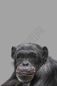 封面上有快乐微笑的黑猩猩肖像 特写 带有复制空间的细节和纯色背景 概念生物多样性 动物护理 福利和野生动物保护成人哺乳动物思维灵图片