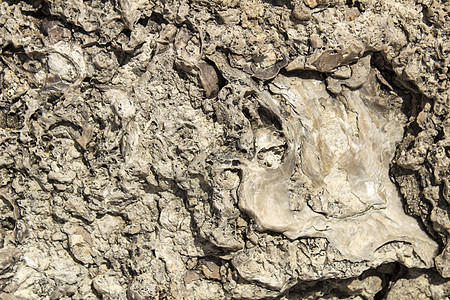 与海洋化石的岩石纹理烙印石头线圈宏观地质学灭绝生物学科学贝壳骨骼图片