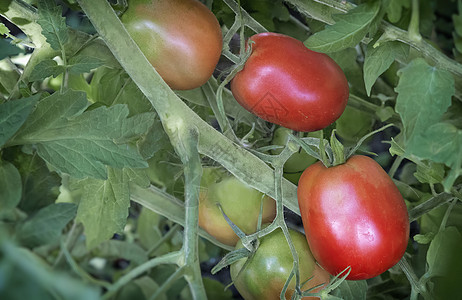 在布什的树枝上成熟的番茄花园农场维生素膳食树叶农业素食餐团体公用事业季节图片