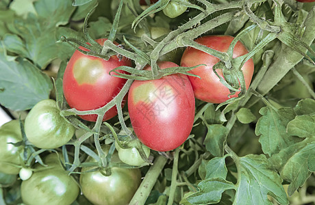 在布什的树枝上成熟的番茄团体花园植物丰收饮食园艺维生素蔬菜膳食季节图片
